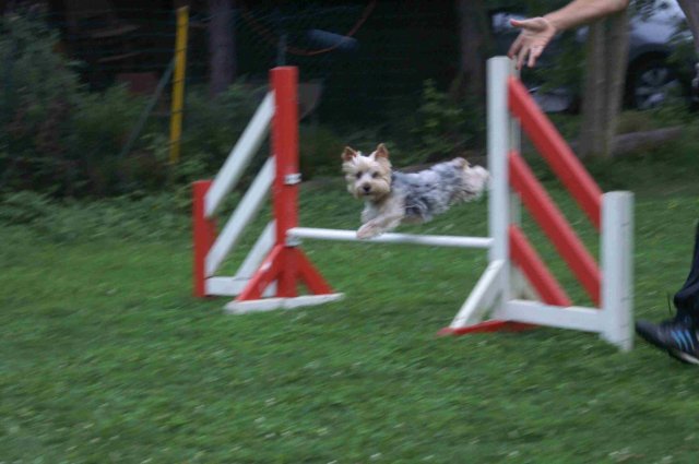 agility 2011-09